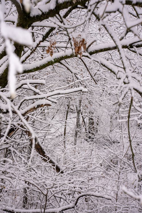 Photo of a Snowy Winter Forest