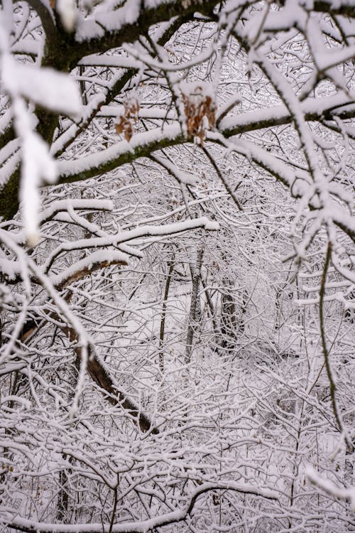 Foto d'estoc gratuïta de arbres, bosc, branques