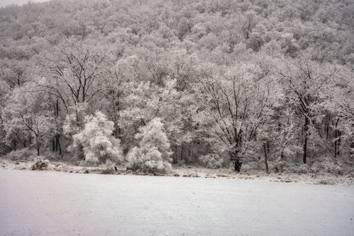 Free Peaceful snowy forest scene in Minnesota, featuring frosted trees and a tranquil winter atmosphere. Stock Photo