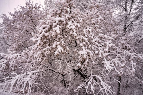 Kostnadsfri bild av frost, grenar, kall