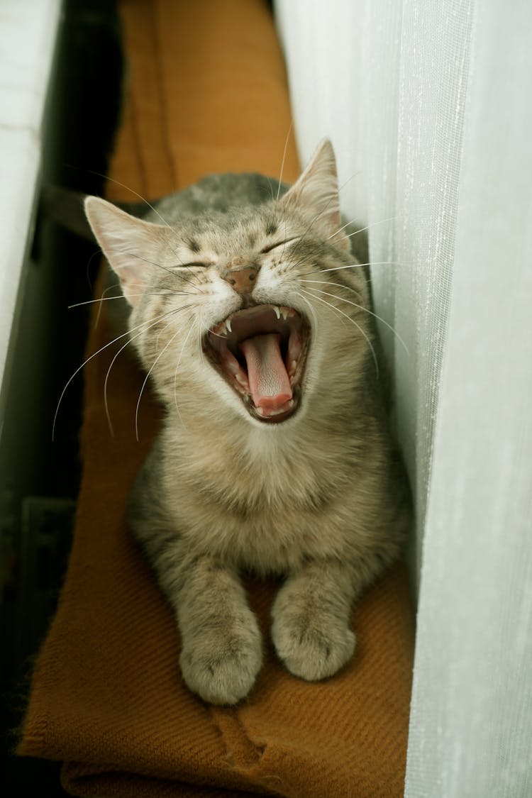 Cat With Mouth Open