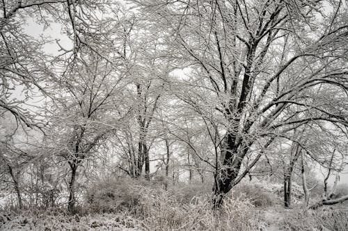 公園, 冬季, 冷 的 免費圖庫相片