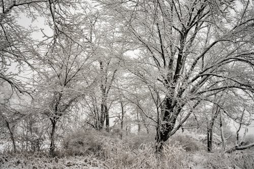 Trees Covered in Snow 