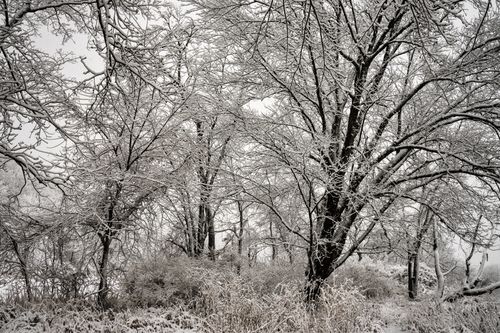 Free A serene winter scene of snow-covered trees in a Minnesota forest. Stock Photo