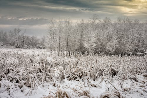 Winter Landscape with Snowy Fields and Trees