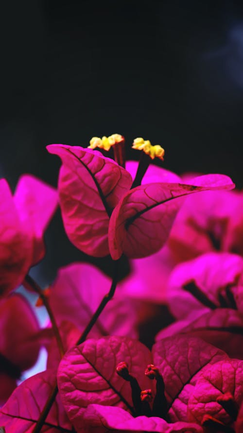 Fotobanka s bezplatnými fotkami na tému bougainvillea glabra, bougainvilleas, Canon