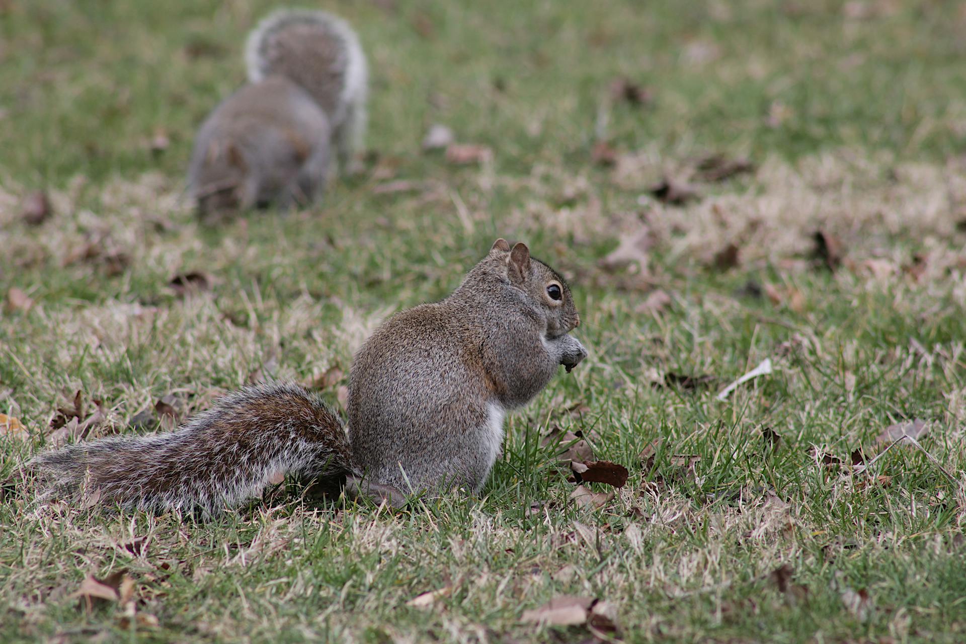 Gray squirrels foraging on grass, showcasing natural wildlife behavior during fall.