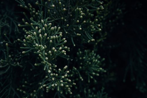 Free Detailed view of coniferous foliage with a dark background. Stock Photo