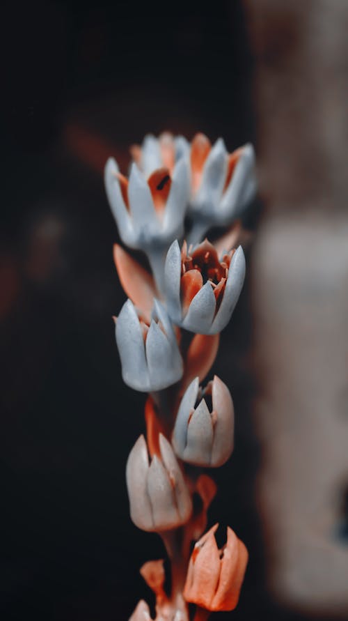 Fotobanka s bezplatnými fotkami na tému farebné kvety, kvetinová fotografia, makro