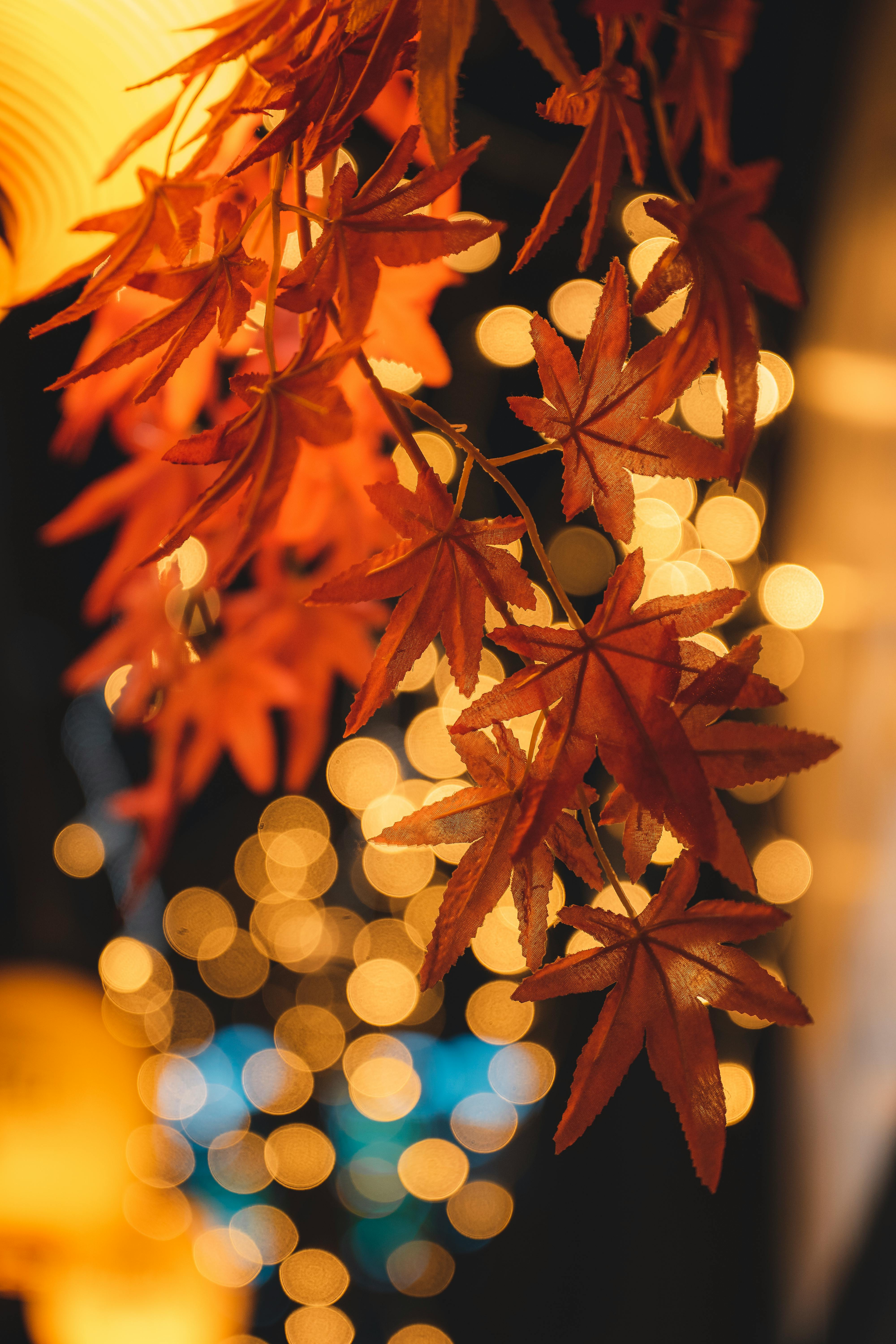 Close-up of illuminated maple leaves with a bokeh light effect, creating a warm autumn ambiance.