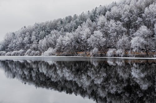 Fotobanka s bezplatnými fotkami na tému chladný, jazero, les