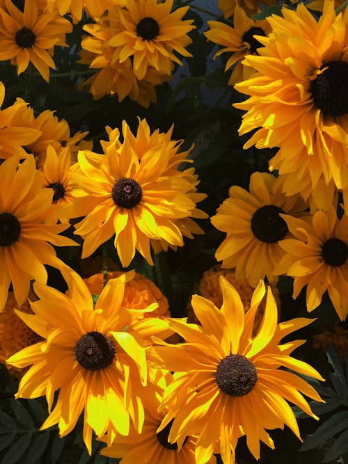 Free Yellow Flowers Photograph Stock Photo