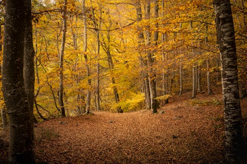 Immagine gratuita di autunno, cadere, collina