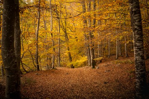 Free Explore the vibrant autumn leaves in a serene forest in Véranne, Auvergne-Rhône-Alpes, France. Stock Photo