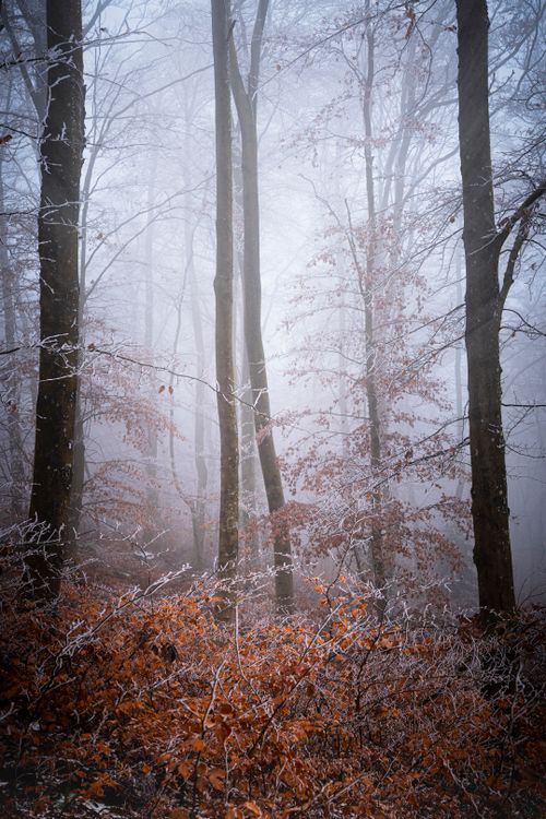 Free Foggy autumn forest in Pavezin, France with frosted leaves. Captivating and serene. Stock Photo