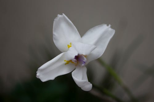 Free stock photo of flower, macro photography, white flower Stock Photo