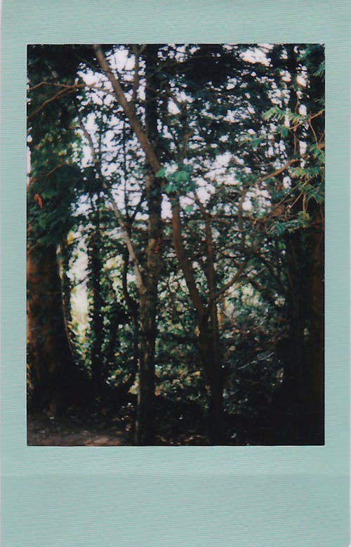 Fotos de stock gratuitas de arboles, bosque, marco