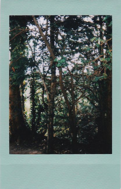 Serene forest captured in a vintage Polaroid frame, showcasing natural beauty.