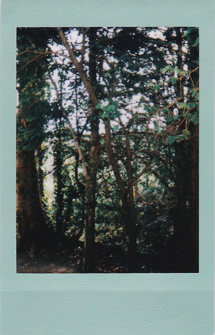 Polaroid Photo Of Forest 