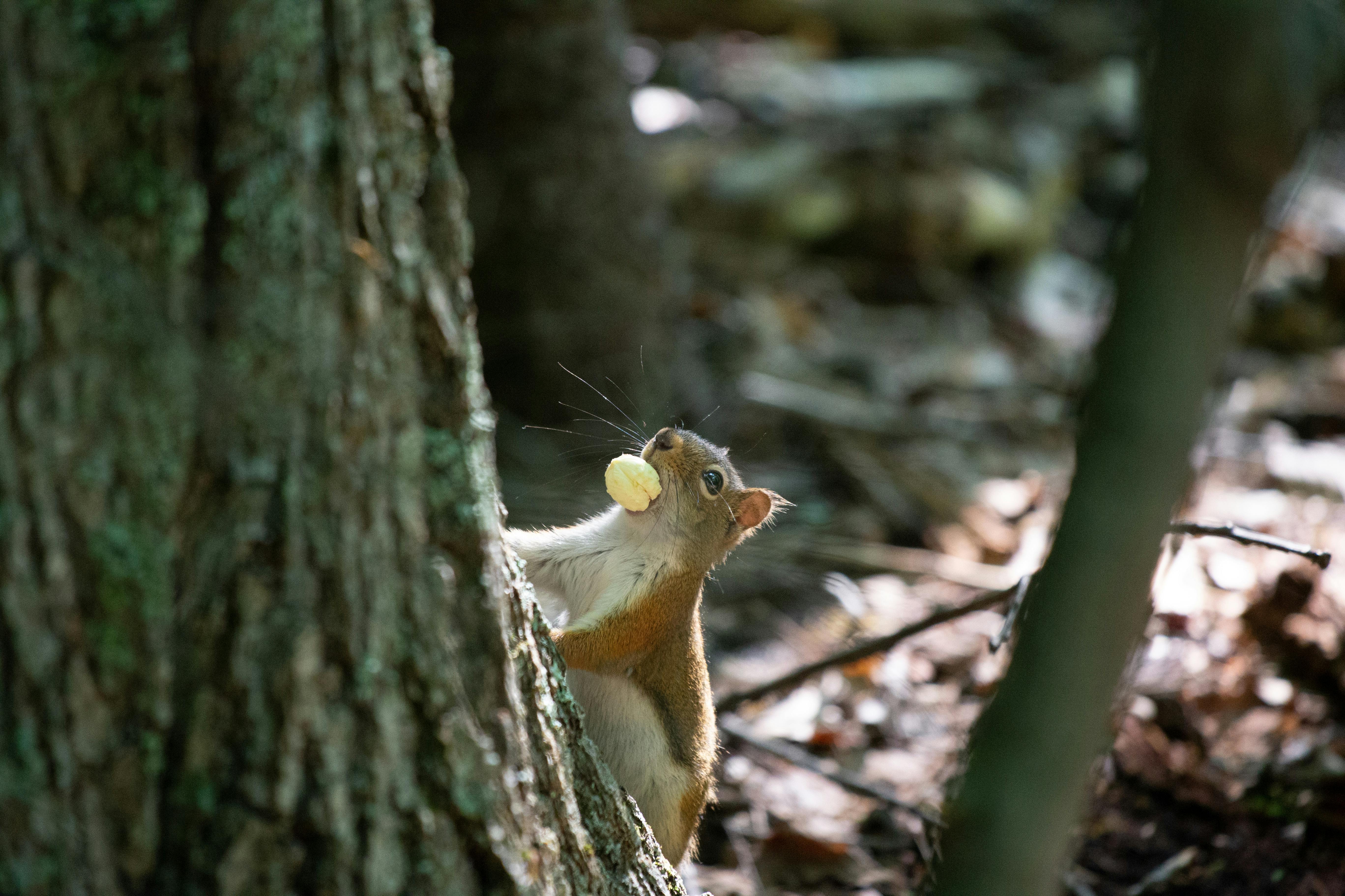 Squirrel Biting Person's Hand · Free Stock Photo