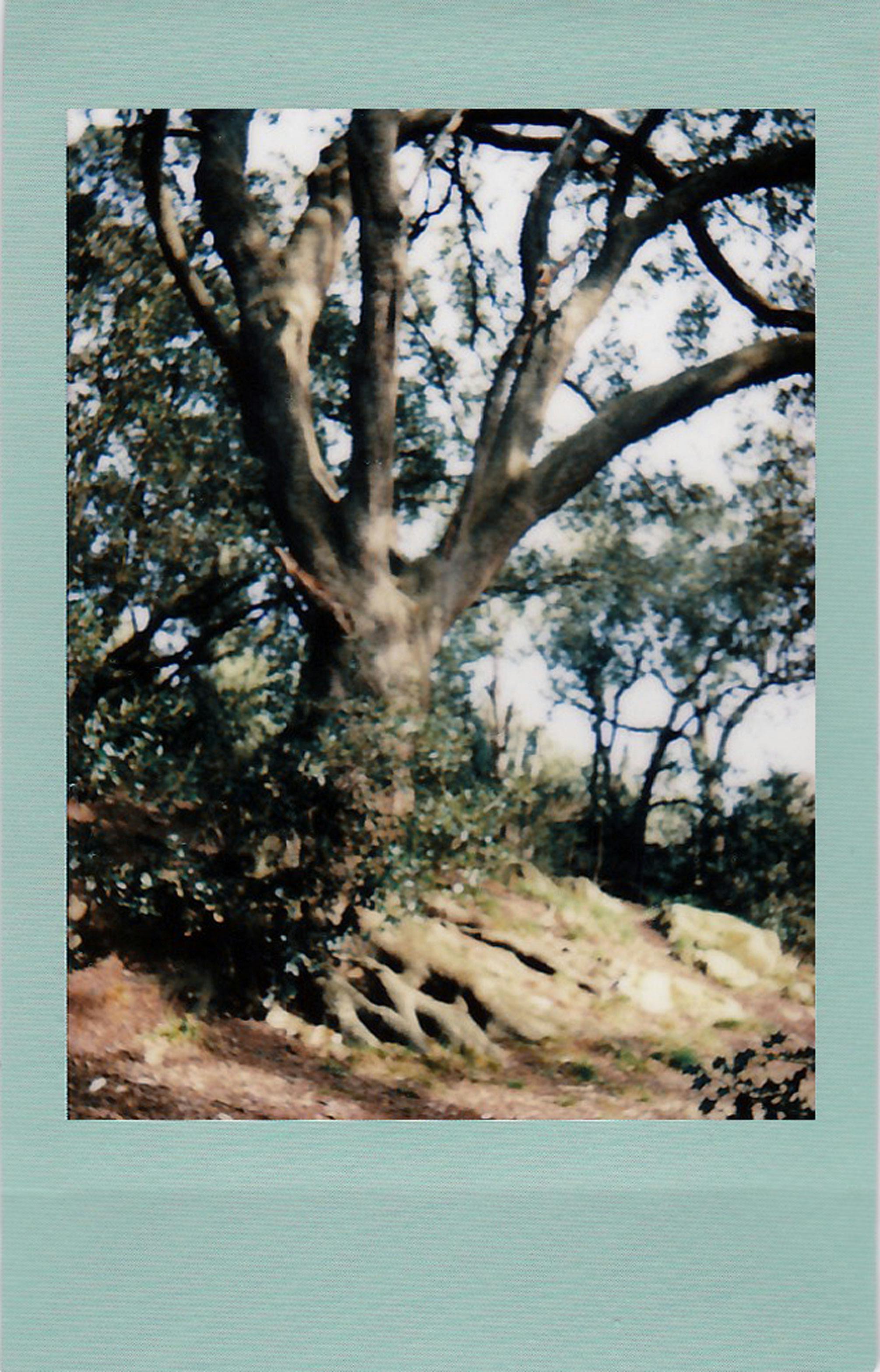 Classic Polaroid photo capturing a majestic oak tree in a tranquil forest setting.