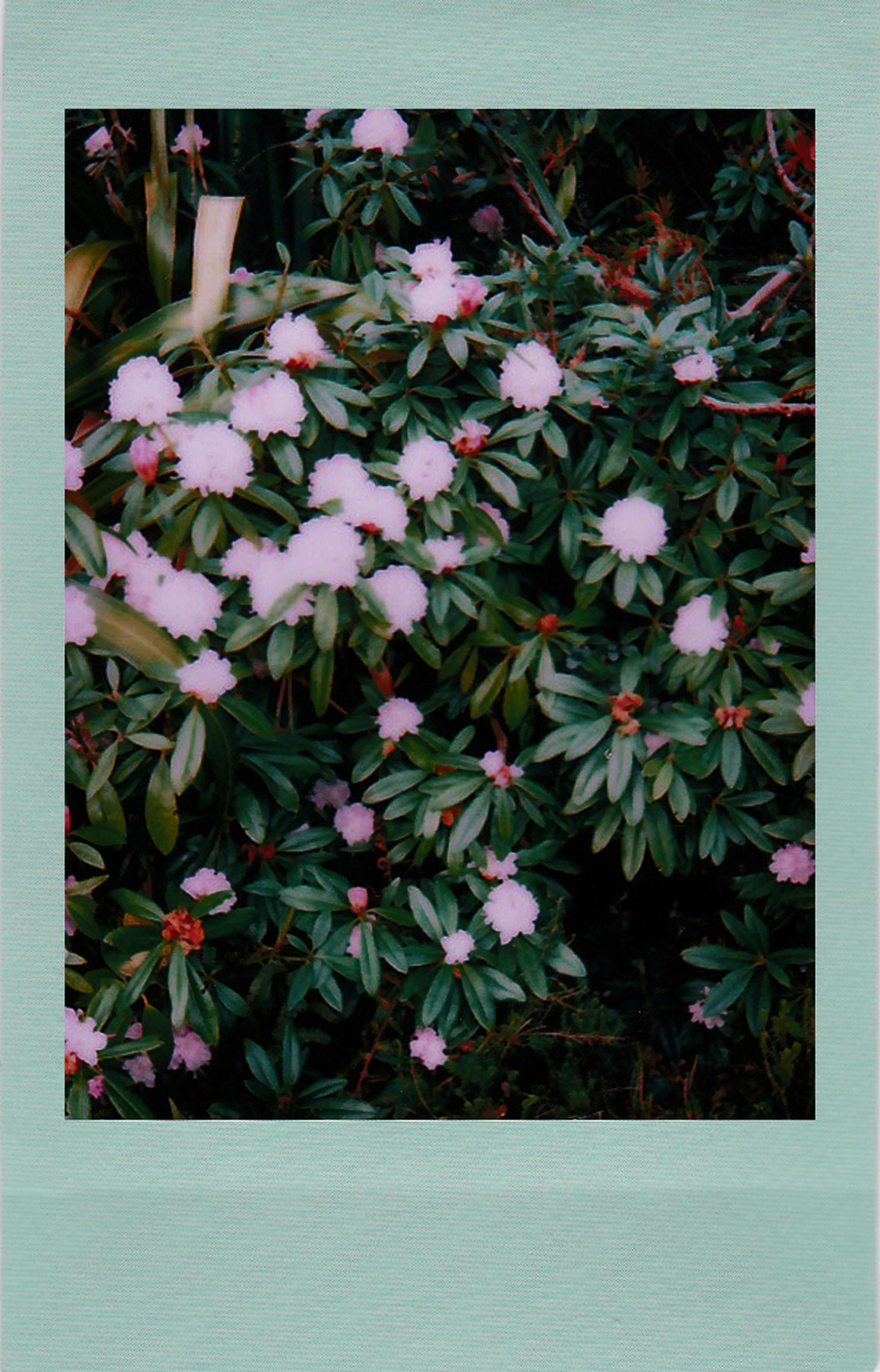 A vintage polaroid captures blooming rhododendrons with lush green leaves.