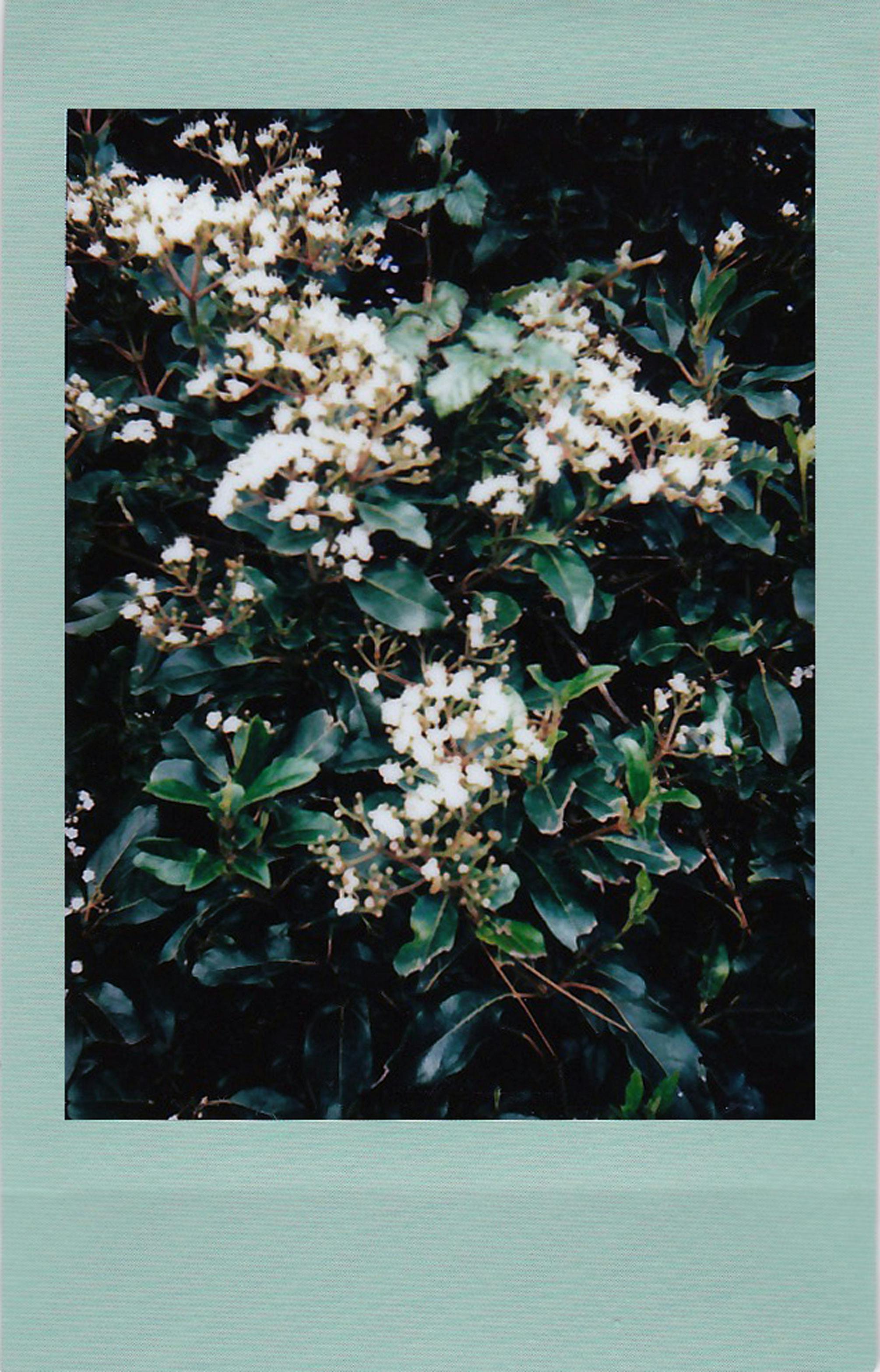 A polaroid photo featuring white flowers with lush green leaves, providing a natural aesthetic.
