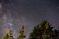 在松树上方，可以迷人地欣赏星空银河系，感受宇宙的广阔