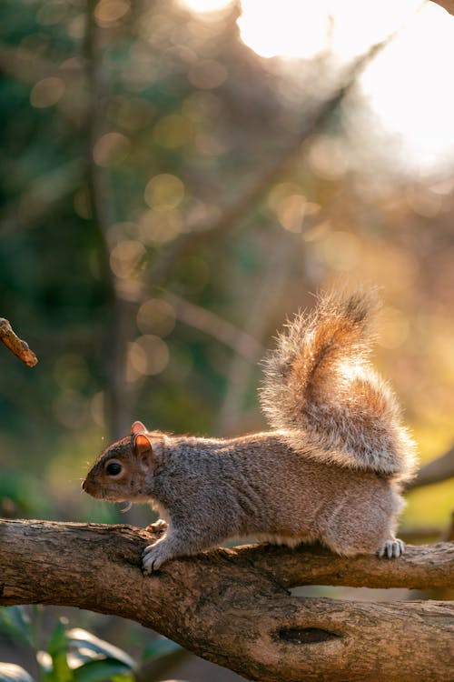 Close-up of Squirrel on Tree in Nature