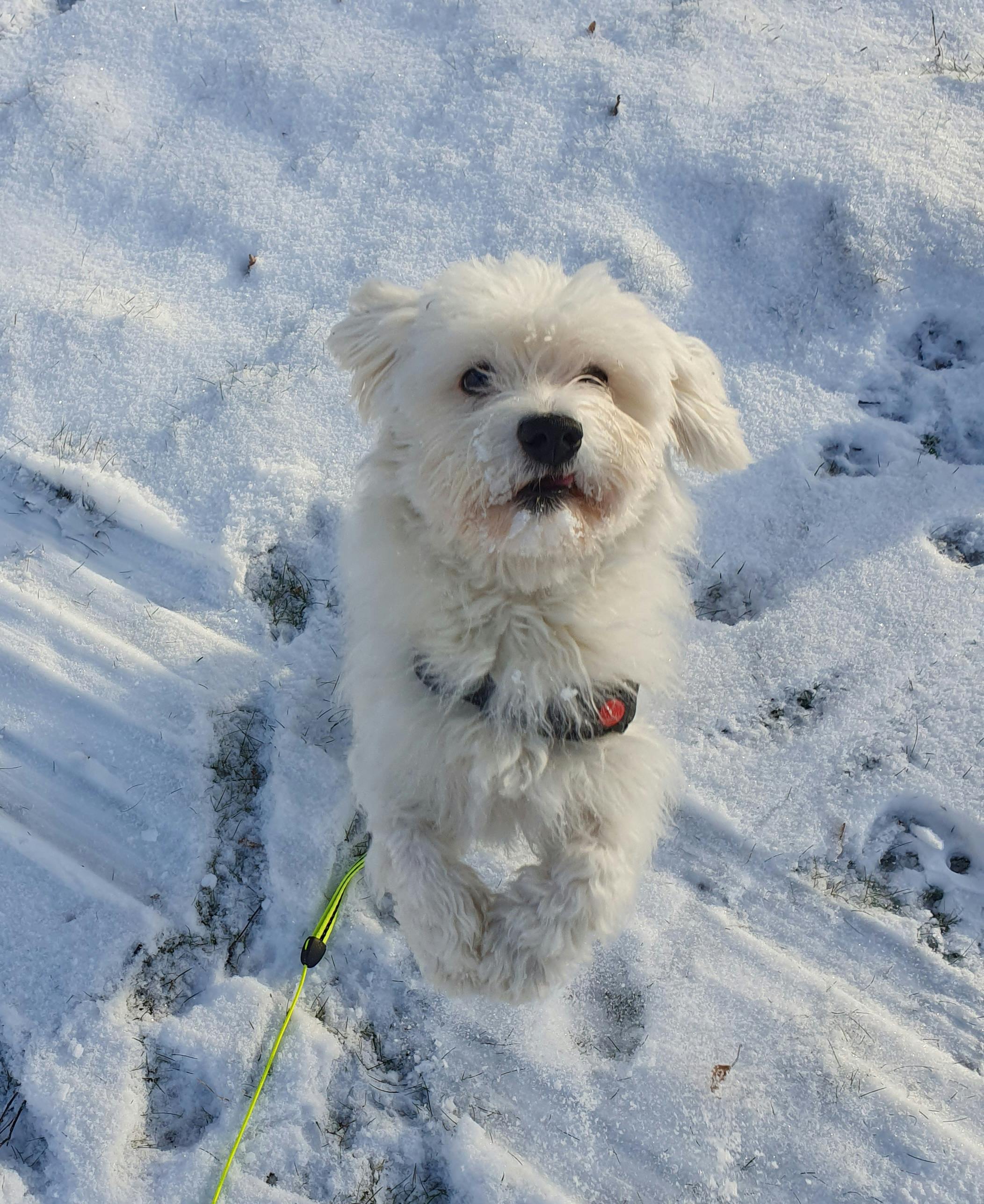A White Maltese Dog in Snow · Free Stock Photo