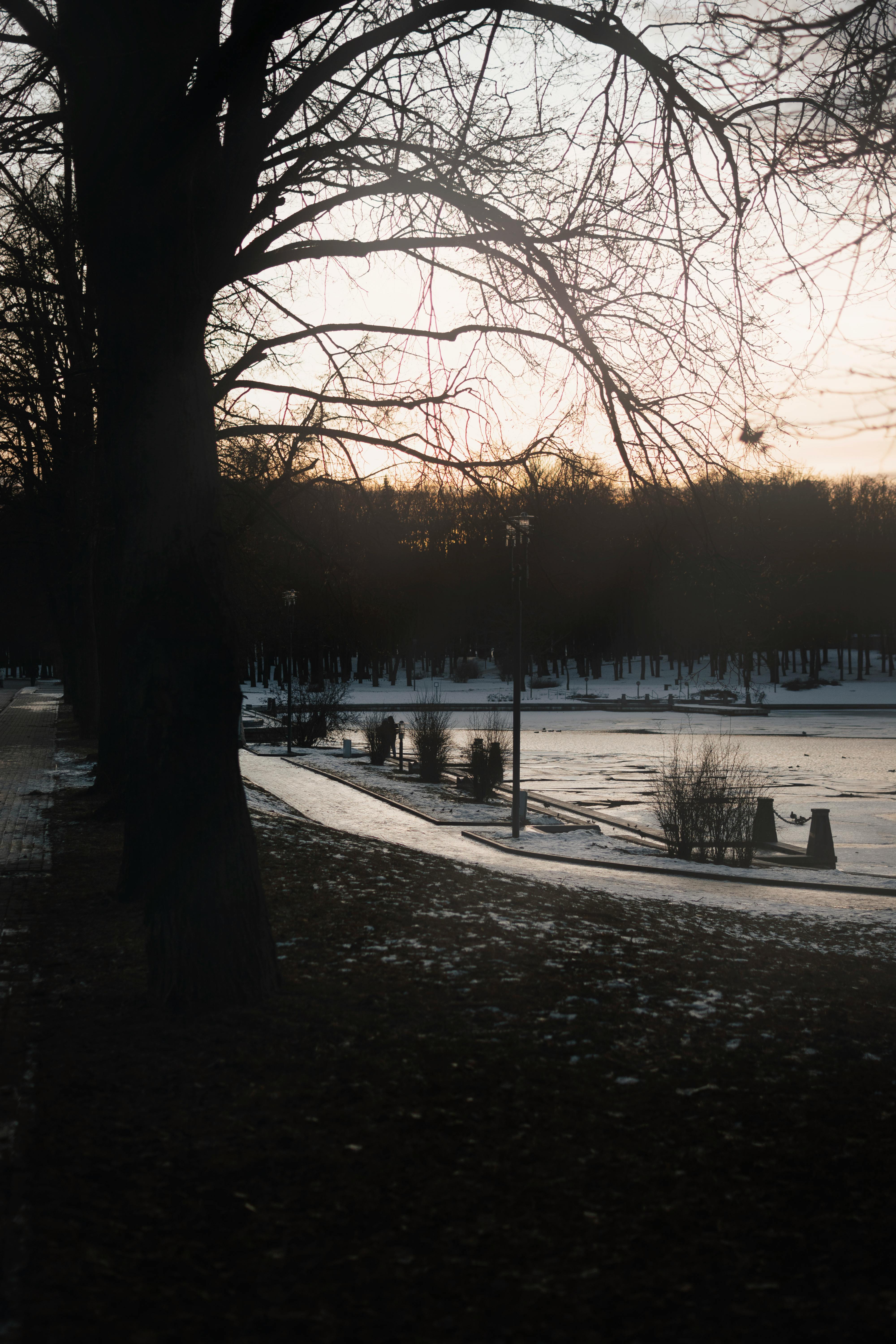 Gratis Immagine gratuita di acqua, alba, albero Foto a disposizione