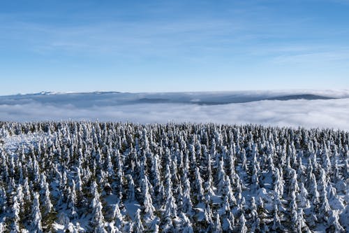 Forest Buried in Snow on a Mountain Above a Valley Covered in Clouds