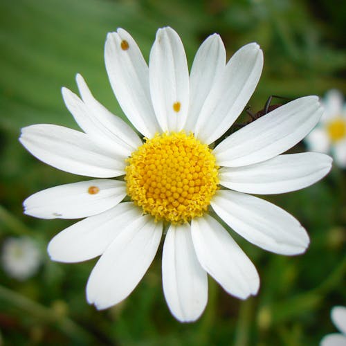 White and Yellow Flower