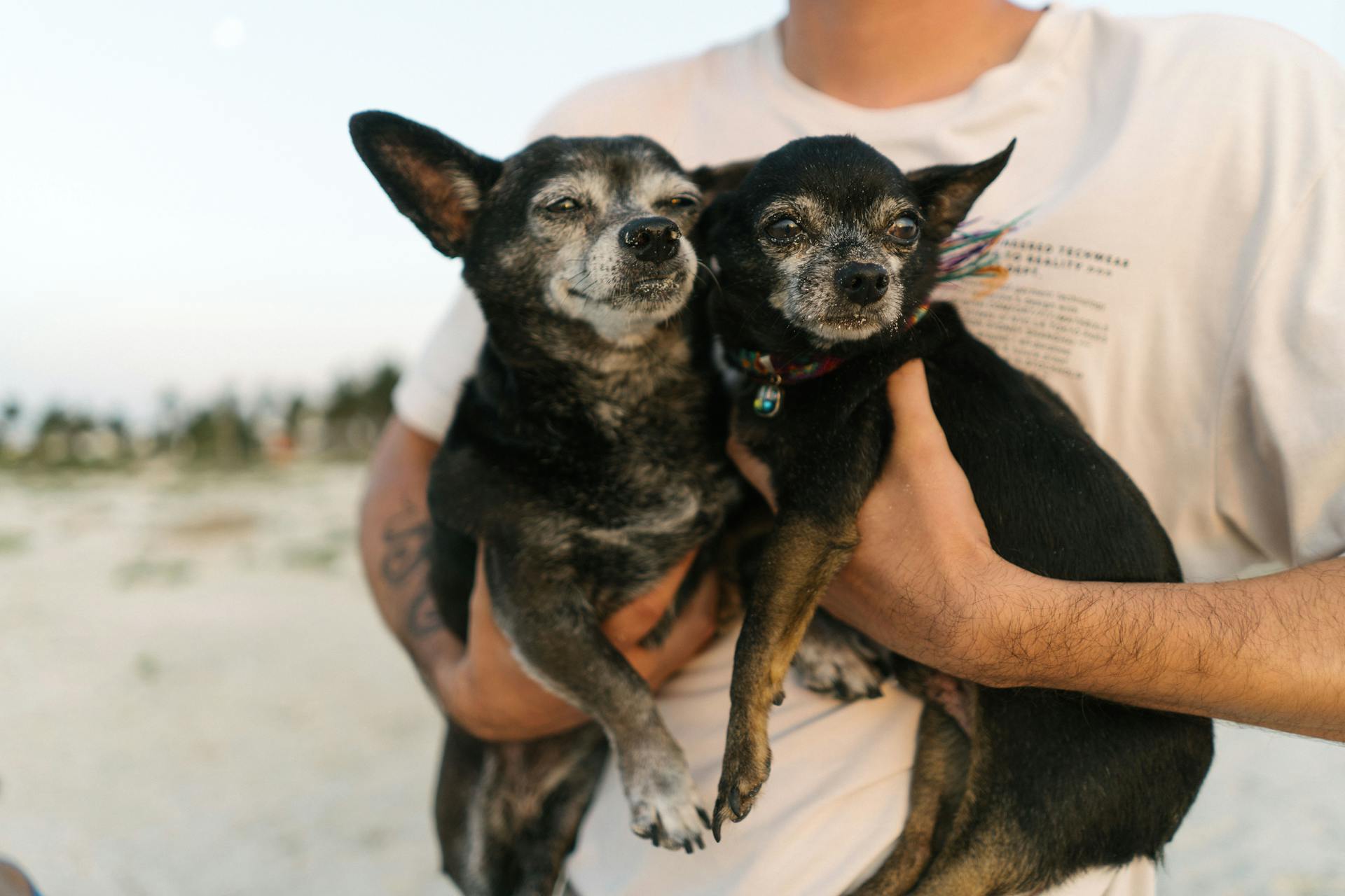 Man Holding Two Little Dogs