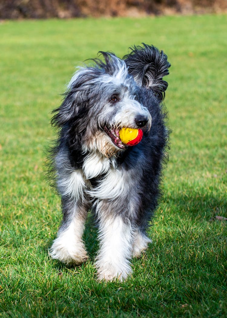 A Dog Running With A Toy In Mouth 