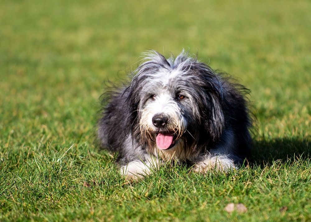Bearded Collie, photo 4