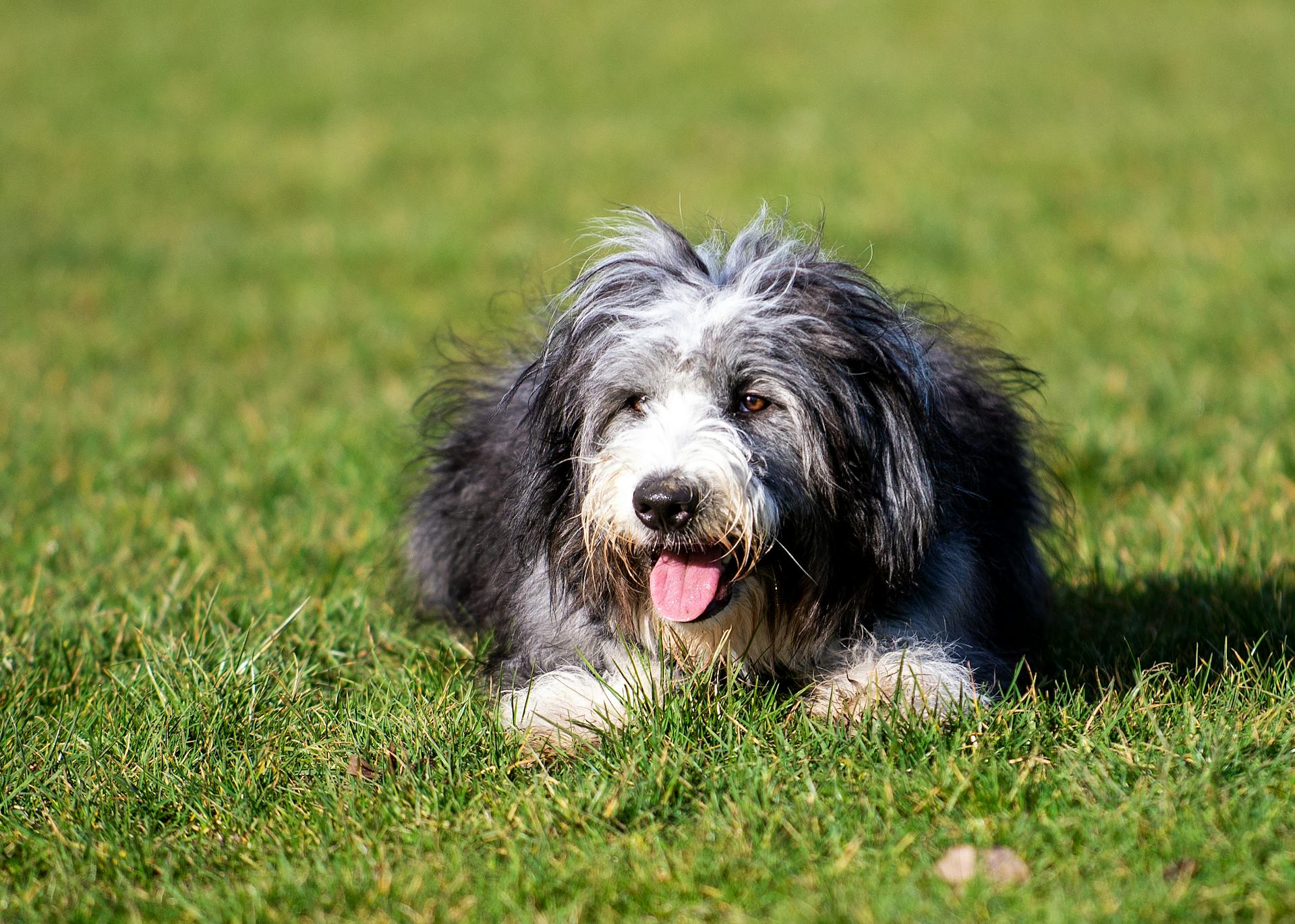 Een baarde collie op het gras