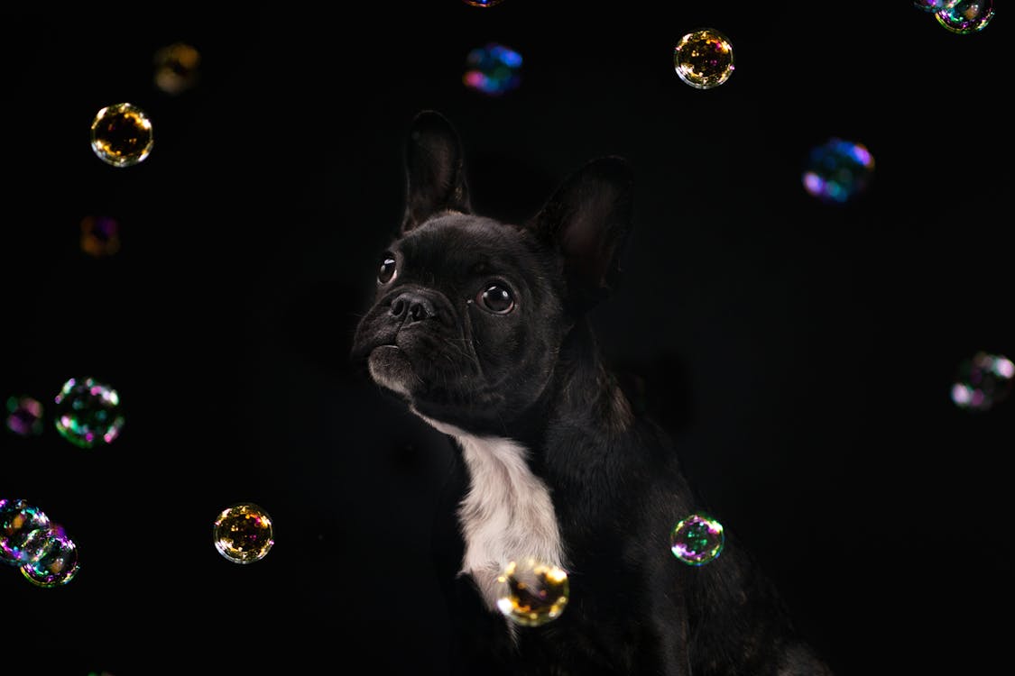 フレンチ ブルドッグ 子犬 犬の無料の写真素材 フレンチ ブルドッグ 子犬 犬の無料の写真素材