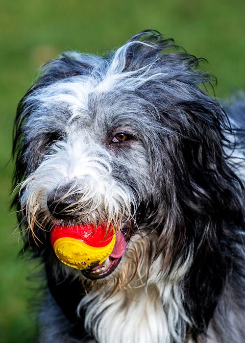 A Dog with a Toy in Mouth 