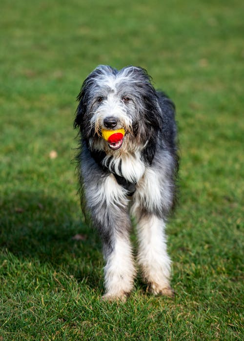 Photo of a Dog with a Ball 