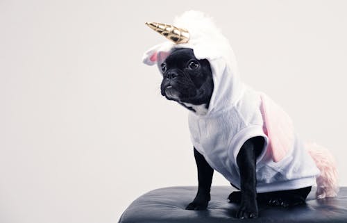 gratis Boston Terrier Draagt Eenhoorn Huisdier Kostuum Stockfoto