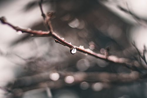 Free A close-up view of a droplet on a branch, surrounded by a blurred background, highlighting nature's beauty. Stock Photo