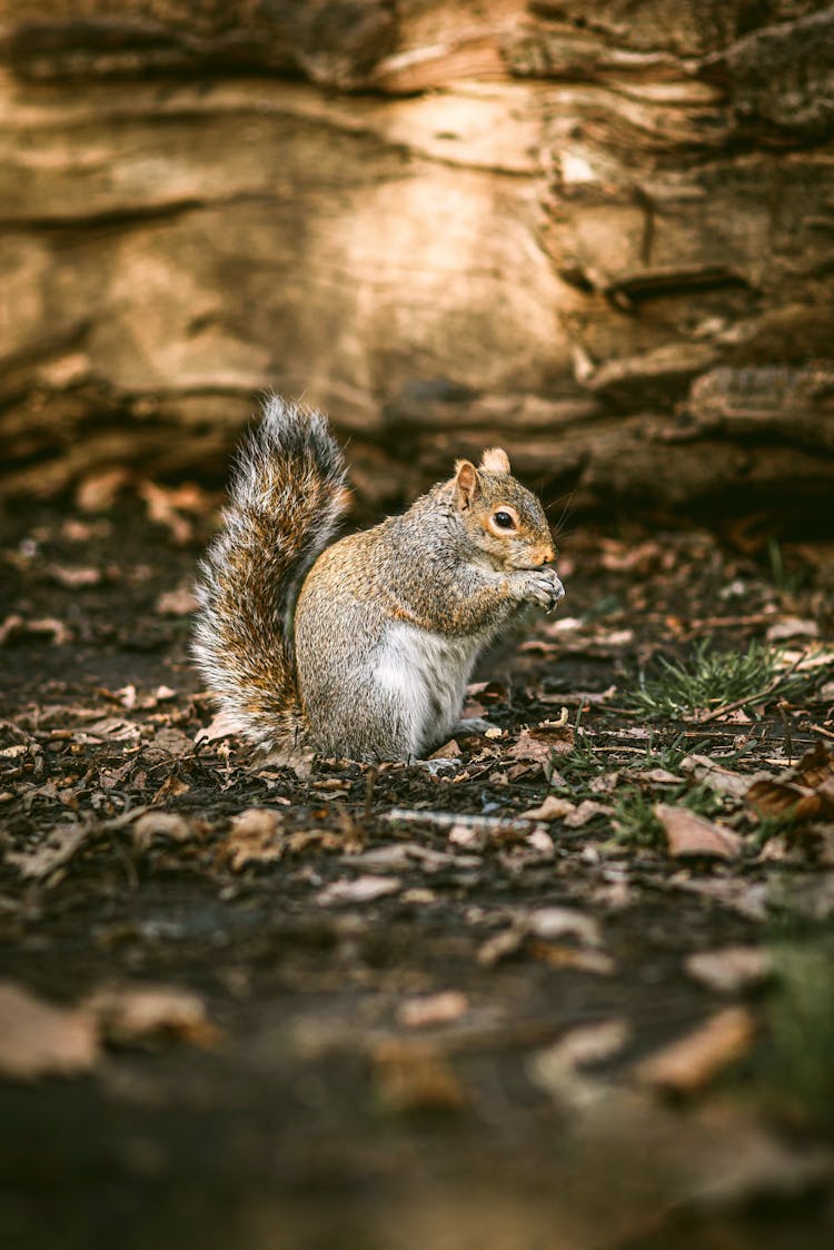 Squirrel Sitting On Ground In Nature