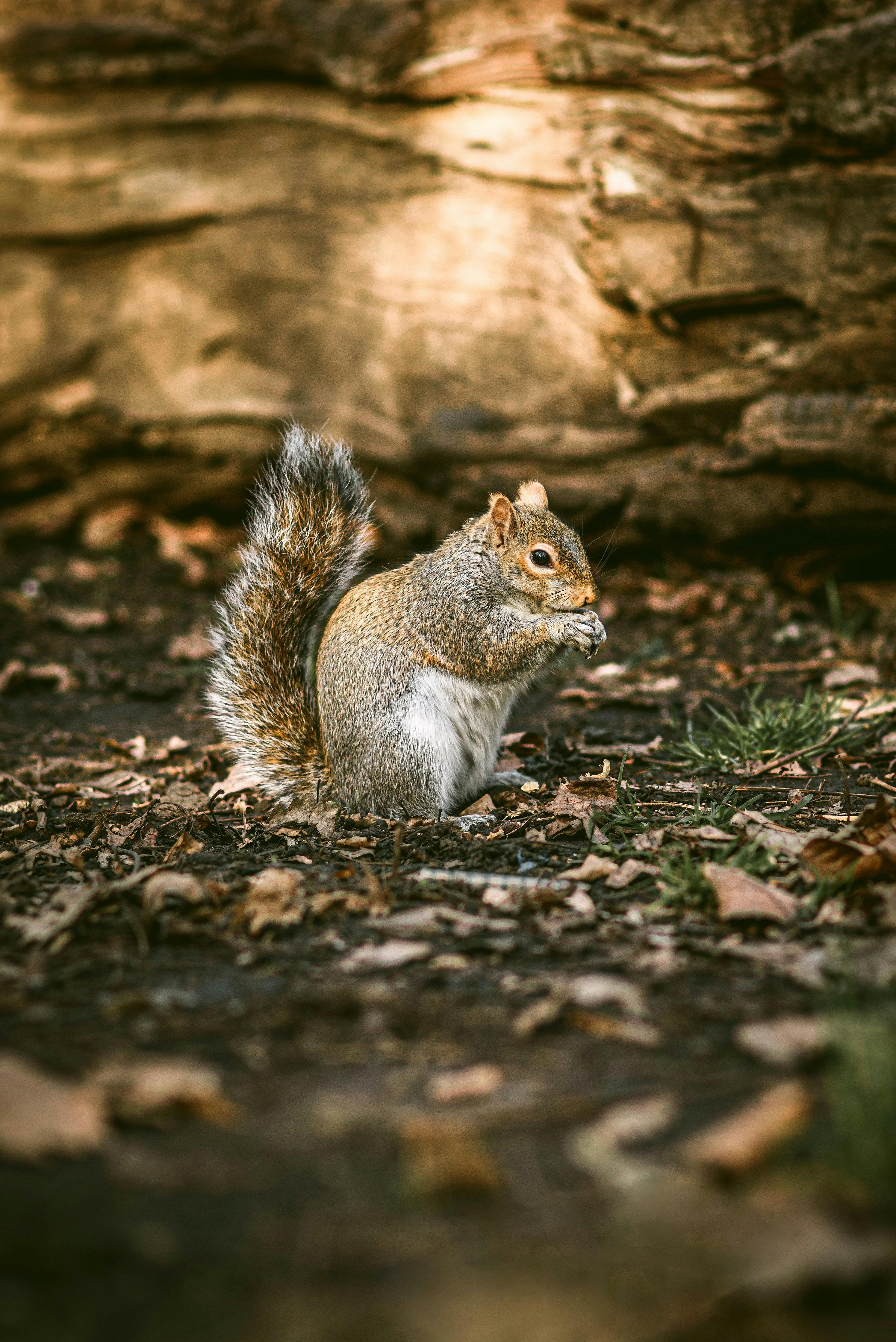 Picture Squirrels Rodents Bokeh Animals