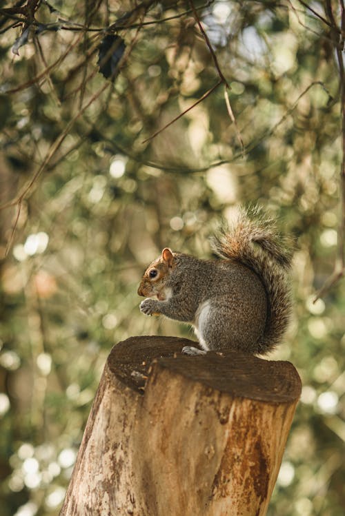 Gratis stockfoto met boomstronk, dieren in het wild, dierenfotografie