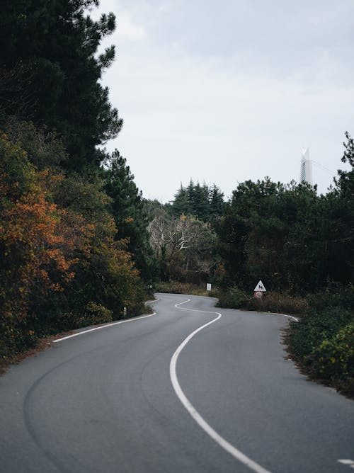 An Asphalt Road between Trees in Autumn 