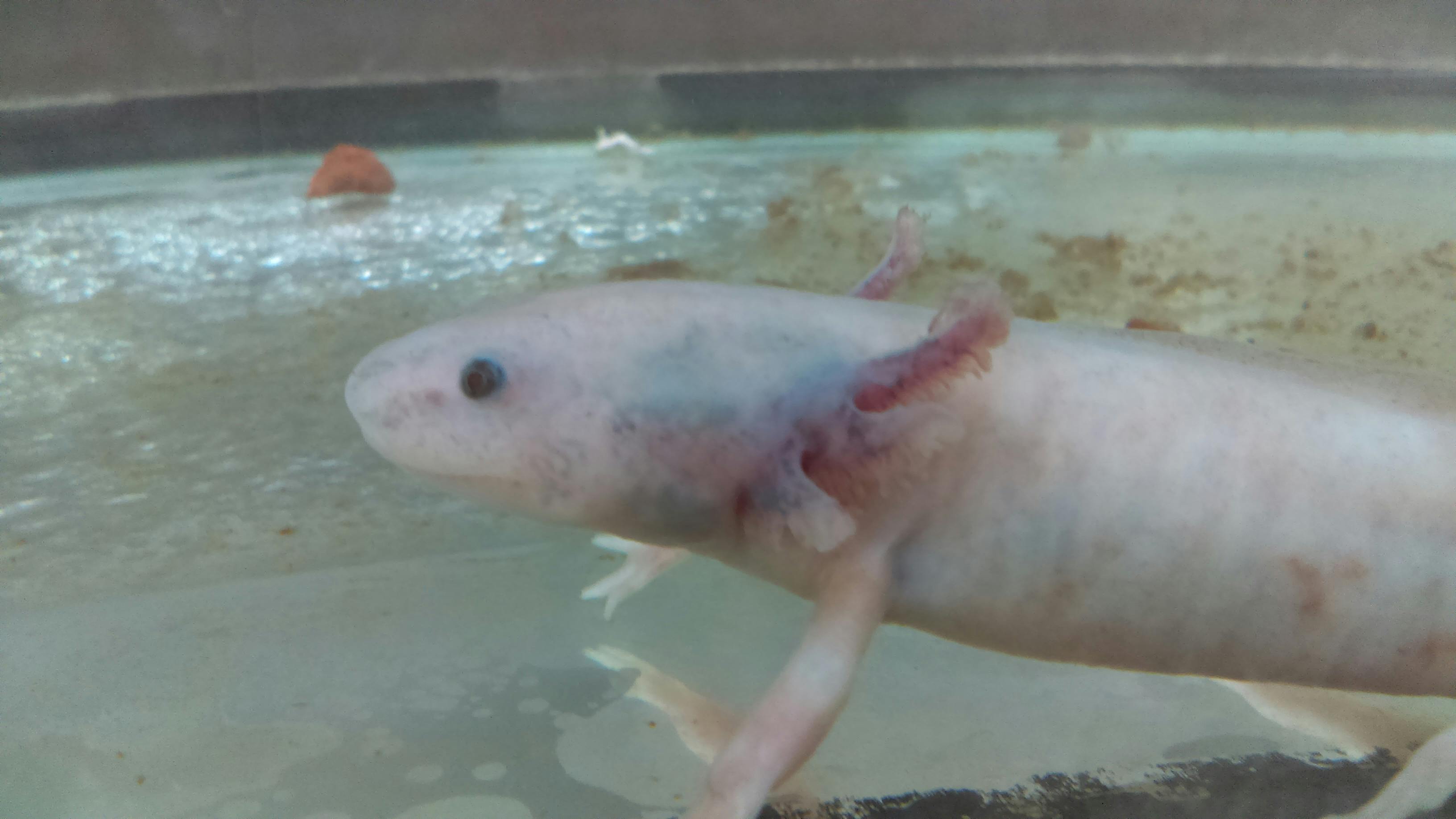 Free Stock Photo Of Animal Axolotl Mexican