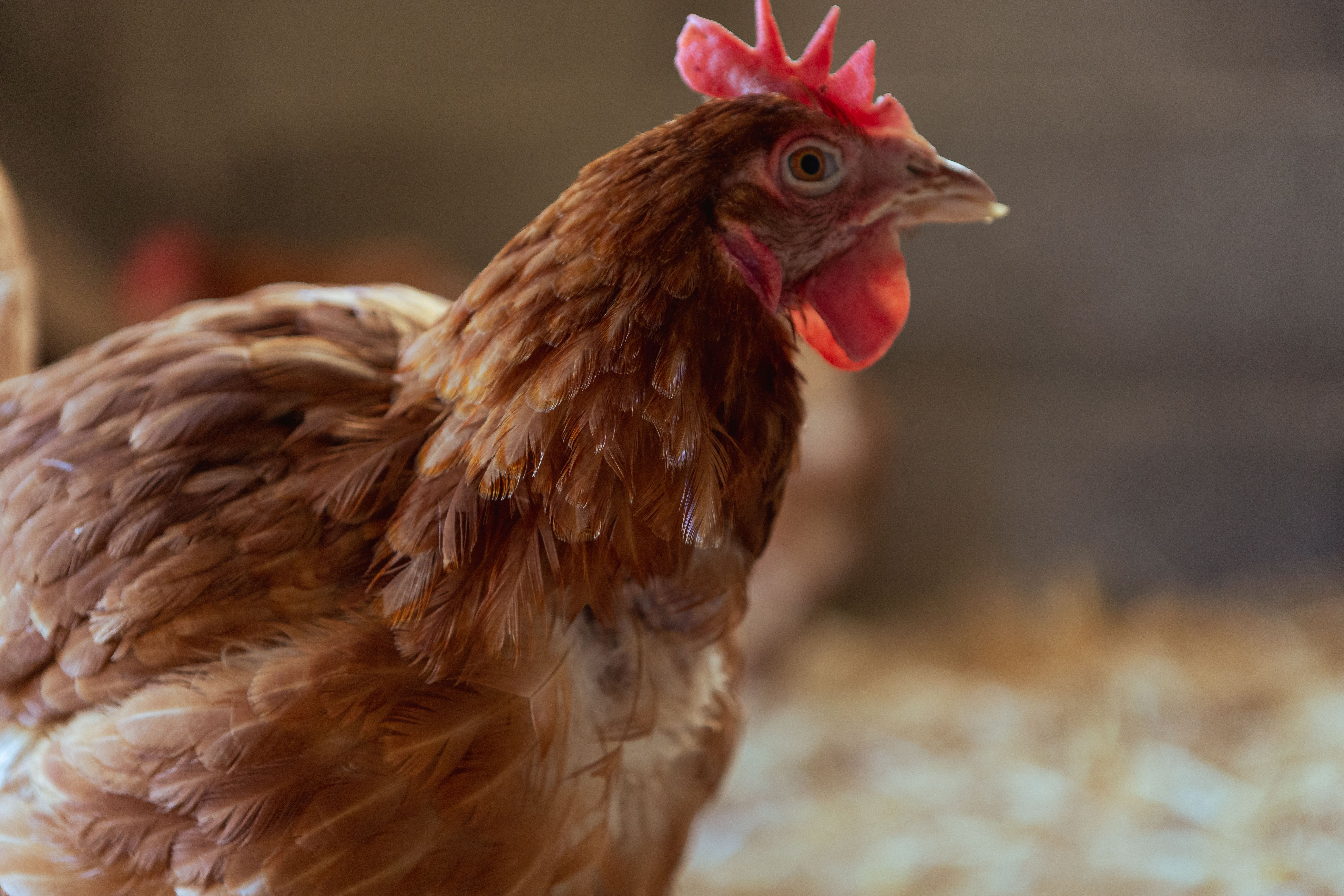 Detailed profile shot of a brown hen inside a barn highlighting poultry farm life.