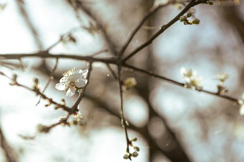 Free A tranquil close-up of a cherry blossom on a sunlit branch, capturing spring's essence. Stock Photo
