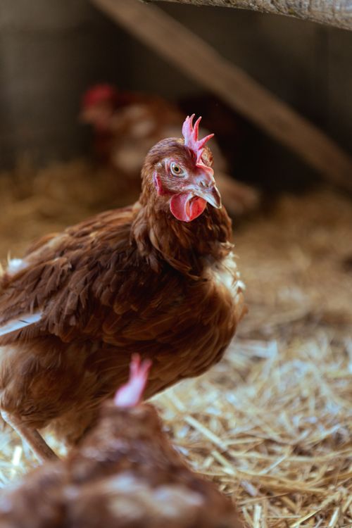 Free Brown hen standing on straw in a rustic barn interior, showcasing rural farm life. Stock Photo